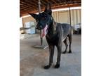 Adopt TDH a Belgian Malinois / Mixed dog in San Tan Valley, AZ (39137715)