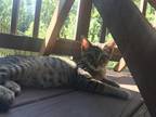 Adopt Friendly Frank a Brown Tabby Tabby (short coat) cat in Lake Wylie