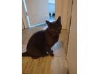 Adopt Prudence a Gray or Blue American Shorthair / Mixed (short coat) cat in