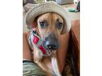 Adopt Ramsey a Brown/Chocolate - with Black Black Mouth Cur / Mixed dog in