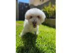 Adopt Candie #161 a White Bichon Frise / Mixed dog in Placentia, CA (39137592)