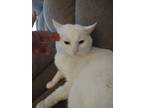 Adopt Snowy a White Domestic Mediumhair / Mixed (medium coat) cat in Carbondale