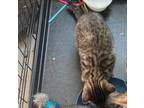 Adopt Misty II a Tan or Fawn Tabby Tabby / Mixed (short coat) cat in Brooklyn