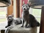 Adopt Toby and Taos a Gray or Blue Russian Blue / Mixed (short coat) cat in