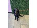 Adopt 53949686 a Black Border Terrier / Mixed dog in El Paso, TX (39137562)
