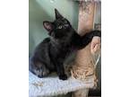 Adopt RJ a Black (Mostly) Domestic Mediumhair (medium coat) cat in Columbus