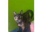 Adopt Sassy a Tortoiseshell Domestic Shorthair (short coat) cat in Sedalia