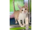 Adopt Pencil a Orange or Red (Mostly) Domestic Shorthair (short coat) cat in