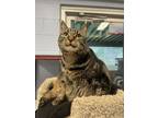 Adopt Ally a Domestic Shorthair / Mixed cat in Nanaimo, BC (39137548)