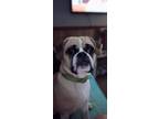 Adopt Brody a Tan/Yellow/Fawn - with White Cavalier King Charles Spaniel / Pug /
