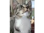 Adopt Georgie a Gray, Blue or Silver Tabby Domestic Shorthair (short coat) cat