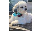 Adopt Gabby a White - with Gray or Silver Shih Tzu / Mixed dog in Saint Mary's