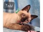 Adopt Todd a Cream or Ivory Siamese (short coat) cat in New Braunfels