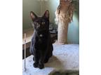 Adopt Olive a Black (Mostly) Domestic Shorthair (short coat) cat in Columbus