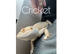 Adopt Cricket a Lizard reptile