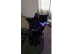 Adopt Rodger and Mittens a All Black American Shorthair / Mixed cat in Wisc