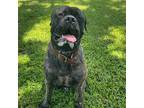 Adopt Doc a Brindle Bullmastiff / Mixed dog in Plant City, FL (39137436)