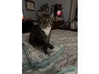 Adopt Victory a Gray, Blue or Silver Tabby Domestic Shorthair / Mixed (short