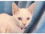 Adopt Macie a Cream or Ivory Siamese (medium coat) cat in New Braunfels