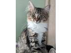 Adopt Princess a Gray, Blue or Silver Tabby Domestic Mediumhair (medium coat)