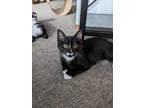 Adopt Apollo *bonded To Starbuck* a Domestic Shorthair / Mixed cat in Nelson