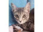 Adopt Jordan a Gray, Blue or Silver Tabby Domestic Shorthair (short coat) cat in