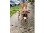 Adopt Bailey a Brindle Boxer / Terrier (Unknown Type, Medium) / Mixed dog in