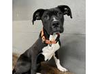 Adopt Genoa a Brown/Chocolate Labrador Retriever / Boxer / Mixed dog in Tacoma