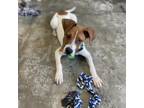 Adopt Gaston a Brown/Chocolate Labrador Retriever / Boxer / Mixed dog in Tacoma