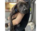 Adopt Georgia a Black Labrador Retriever / Boxer / Mixed dog in Tacoma