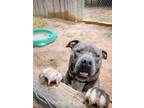 Adopt Kane a Gray/Blue/Silver/Salt & Pepper Bull Terrier / Mixed dog in Cedar