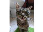 Adopt Maggie a Gray, Blue or Silver Tabby Domestic Shorthair cat in Burlington