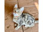 Adopt Hershey a Gray, Blue or Silver Tabby Domestic Shorthair (short coat) cat