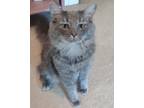 Adopt Bobby a Gray, Blue or Silver Tabby American Shorthair / Mixed (short coat)