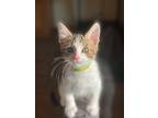 Adopt Skittles a Tan or Fawn Tabby Domestic Shorthair (short coat) cat in