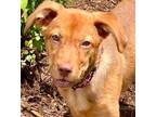 Adopt Sassy a Red/Golden/Orange/Chestnut Labrador Retriever / Mixed Breed