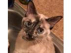 Adopt Isis a Siamese / Mixed (short coat) cat in Lutherville, MD (39136155)