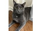 Adopt Cosmo a Gray or Blue American Shorthair / Mixed (short coat) cat in Holly