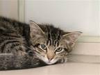 Adopt PUMBAA a Brown or Chocolate Domestic Mediumhair / Mixed (medium coat) cat