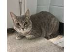 Adopt Sage a Gray, Blue or Silver Tabby Domestic Shorthair (short coat) cat in