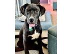Adopt Rolo a Black Labrador Retriever / Mixed Breed (Medium) / Mixed dog in