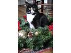 Adopt Bumi a Black & White or Tuxedo American Shorthair / Mixed (short coat) cat