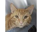 Adopt Diego a Orange or Red Domestic Shorthair / Mixed cat in Middletown