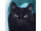 Adopt Sly a All Black Domestic Shorthair / Mixed cat in Middletown