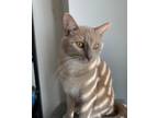 Adopt Benedict a Cream or Ivory American Shorthair / Mixed (short coat) cat in