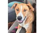 Adopt Owen a Brown/Chocolate - with White Australian Cattle Dog / Corgi / Mixed