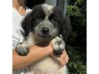 Adopt Genne Simons a Black Border Collie / Australian Shepherd / Mixed dog in