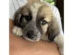 Adopt Beth a Black Border Collie / Australian Shepherd / Mixed dog in Griswold