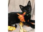 Adopt Sunday a All Black Domestic Shorthair / Mixed cat in Columbus