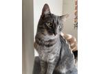 Adopt Ruckus a Gray, Blue or Silver Tabby American Shorthair / Mixed (short